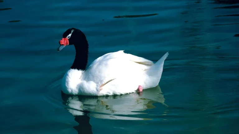 SENAPRED decreta alerta preventiva en Los Rios por H5N1 en cisnes 768x432.jpg